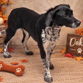 Oakley -  Australian Cattle Dog Blue Heeler and Mixed Breed Dog for Adoption in Falls Church, Virginia - Oakley | PetCurious