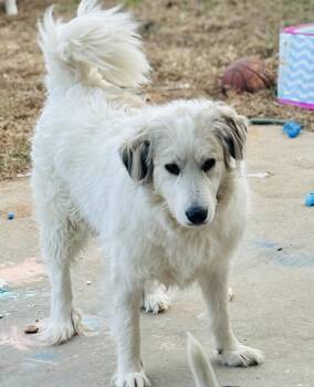 Great Pyrenees Dogs Available for Adoption - Bear - PYR Bridge Program | PetCurious
