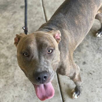 Rescue Pit Bull Terrier and American Staffordshire Terrier Dogs for Adoption in Baltimore, Maryland - Cinnamon | PetCurious