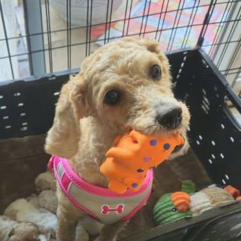 Miniature Poodle Dogs Available for Adoption in Watertown, Wisconsin - Zella | PetCurious