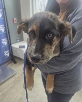 Catahoula Leopard Dog and Mixed Breed Dogs Available for Adoption - Colton | PetCurious