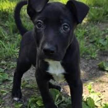 BG -  Black Labrador Retriever Dog for Adoption in Silverton, Oregon - BG | PetCurious