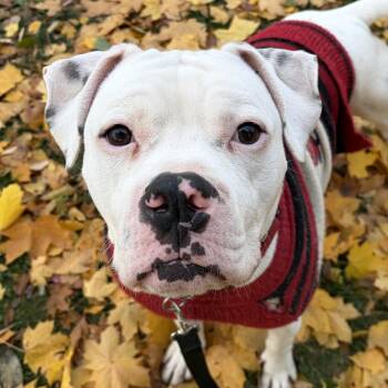 Rescue Pit Bull Terrier Dogs for Adoption in Lemont, Illinois - Kane | PetCurious