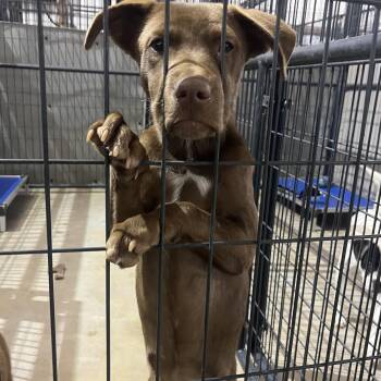 Rescue Chocolate Labrador Retriever Dogs for Adoption in Brewton, Alabama - Smitty | PetCurious