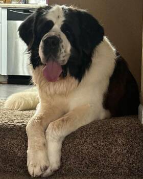 Rescue Saint Bernard Dogs for Adoption in Larkspur, Colorado - Remington | PetCurious