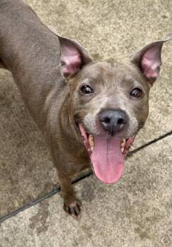 Thimble -  Pit Bull Terrier Dog for Adoption in Chicago, Illinois - Thimble | PetCurious