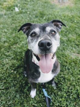 Ariel -  Pit Bull Terrier Dog for Adoption in Grand Island, Nebraska - Ariel | PetCurious