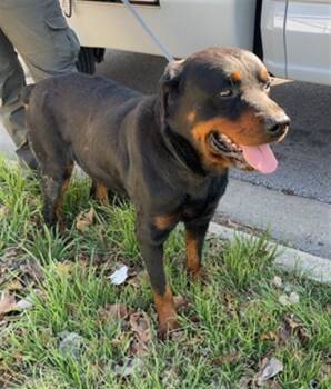 Rottweiler Dogs Available for Adoption - AUSTIN | PetCurious