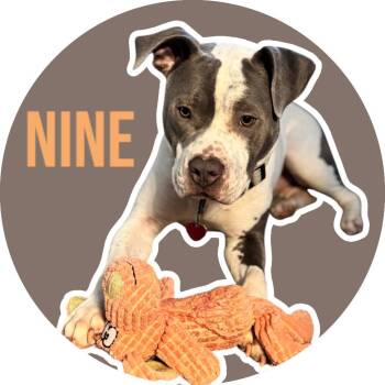 Rescue American Staffordshire Terrier Dogs for Adoption in Fort Worth, Texas - Nine | PetCurious