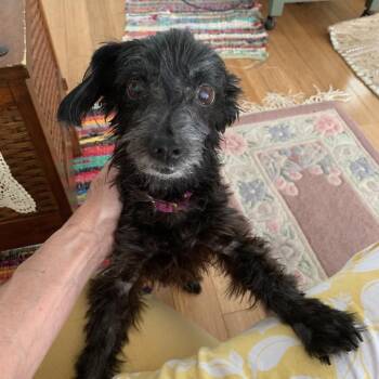 Bonnie -  Silky Terrier and Miniature Poodle Dog for Adoption in Hillsborough, North Carolina - Bonnie | PetCurious