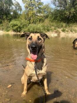 Boy -  German Shepherd Dog Dog for Adoption in Yellville, Arkansas - Boy | PetCurious