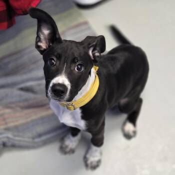 Border Collie and Mixed Breed Dogs Available for Adoption - Bonnie | PetCurious