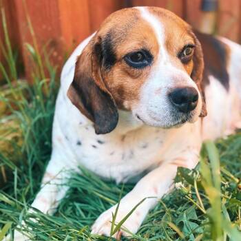 Beagle Dogs Available for Adoption in Cincinnati, Ohio - Bagel | PetCurious