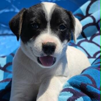 Stevie Nicks -  German Shepherd Dog and Mixed Breed Dog for Adoption in Olathe, Kansas - Stevie Nicks | PetCurious
