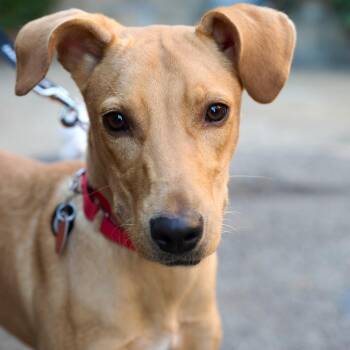 Charlene -  Mixed Breed Dog for Adoption in New York, New York - Charlene | PetCurious
