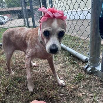 Sherry -  Chihuahua Dog for Adoption in Aurora, Colorado - Sherry | PetCurious
