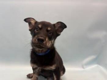 Prairie -  German Shepherd Dog and Mixed Breed Dog for Adoption in Woodbury, Minnesota - Prairie | PetCurious