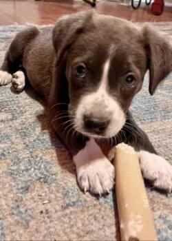 Fiona -  Weimaraner and Staffordshire Bull Terrier Dog for Adoption in New Braunfels, Texas - Fiona | PetCurious