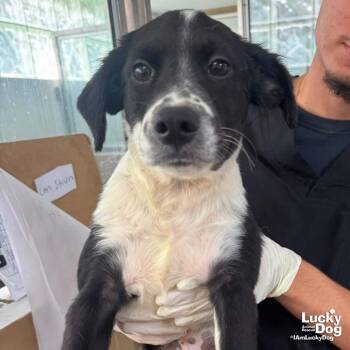 Bandit -  Retriever Dog for Adoption in Washington, District Of Columbia - Bandit | PetCurious