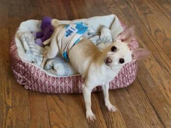 Chihuahua Dogs Available for Adoption - Doc $500 | PetCurious