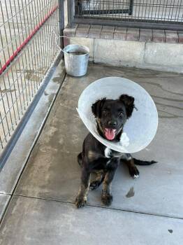 Mixed Breed Dogs Available for Adoption in Ocala, Florida - Dolly | PetCurious