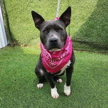 American Staffordshire Terrier Dogs Available for Adoption in Oak Point, Texas - Lucy | PetCurious