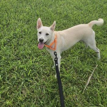 Bolt -  Mixed Breed Dog for Adoption in Woodstock, Ontario - Bolt | PetCurious
