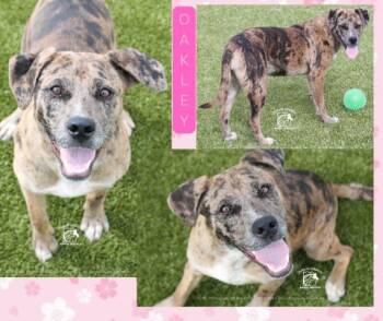 Catahoula Leopard Dog Dogs Available for Adoption in Chesapeake, Virginia - Oakley | PetCurious
