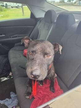 Rescue Pit Bull Terrier and Mixed Breed Dogs for Adoption in Fort Worth, Texas - 59690815 | PetCurious