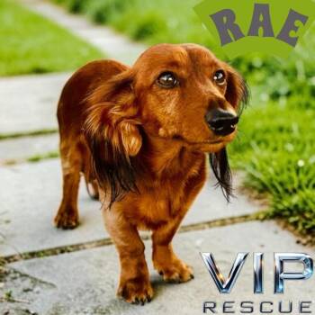 Dachshund Dogs Available for Adoption in Redington Beach, Florida - Rae / Indian Rocks Beach | PetCurious