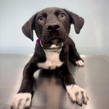 Mixed Breed Dogs Available for Adoption in Portland, Oregon - Elton | PetCurious