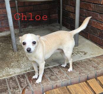 Chloe -  Chihuahua Dog for Adoption in Mount Pleasant, North Carolina - Chloe | PetCurious