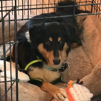 Sweetie -  Collie Dog for Adoption in York, Pennsylvania - Sweetie | PetCurious