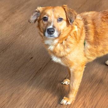 German Shepherd Dog and Mixed Breed Dogs Available for Adoption in St. Louis, Missouri - SIDNEY | PetCurious