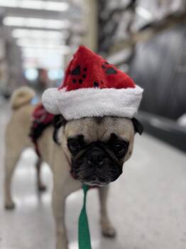 Rescue Pug Dogs for Adoption in Pflugerville, Texas - Percy | PetCurious