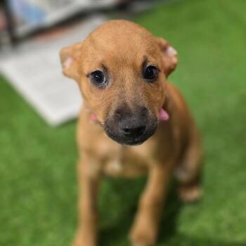 Shirley FJ -  Chihuahua and Cattle Dog Dog for Adoption in Austin, Texas - Shirley FJ | PetCurious