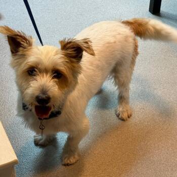 Toby 22798 -  Terrier and Mixed Breed Dog for Adoption in Cumming, Georgia - Toby 22798 | PetCurious