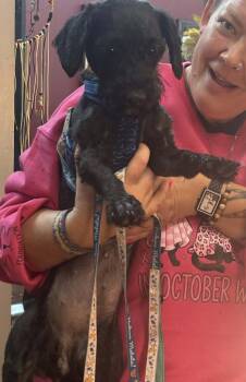 Zinny -  Poodle and Schnauzer Dog for Adoption in Hinckley, Illinois - Zinny | PetCurious