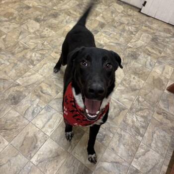 Labrador Retriever Dogs Available for Adoption - Travis  | PetCurious