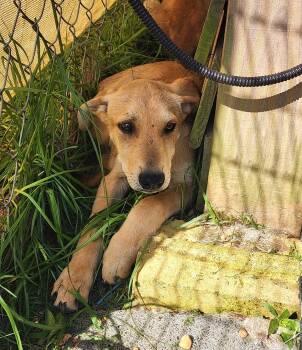 Rescue Labrador Retriever Dogs for Adoption in Little Rock, Arkansas - Gronk | PetCurious