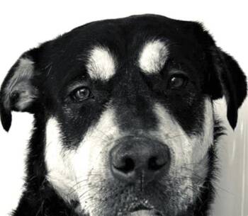 Rottweiler and Mixed Breed Dogs Available for Adoption - A651316 | PetCurious