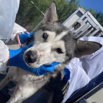 Aquaria -  Husky Dog for Adoption in Edinburg, Texas - Aquaria | PetCurious