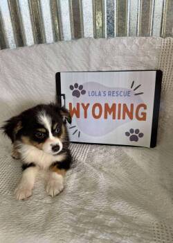 Australian Shepherd Dogs Available for Adoption - Wyoming | PetCurious