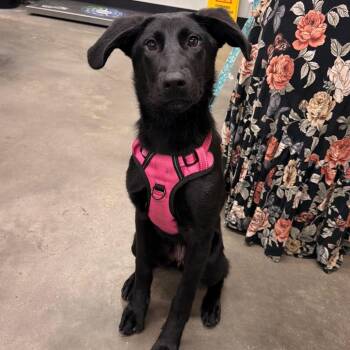 Harmony -  Black Labrador Retriever and German Shepherd Dog Dog for Adoption in Tampa, Florida - Harmony | PetCurious