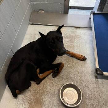 Doberman Pinscher Dogs Available for Adoption in Bastrop, Texas - Cerberus 26-05-096 | PetCurious