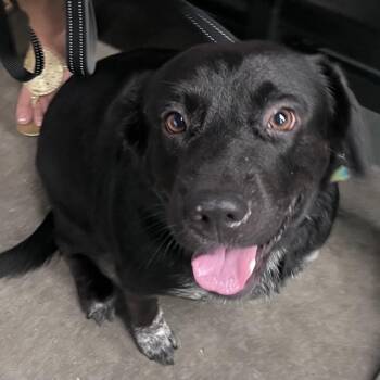 Samson -  Black Labrador Retriever and Mixed Breed Dog for Adoption in Tampa, Florida - Samson | PetCurious