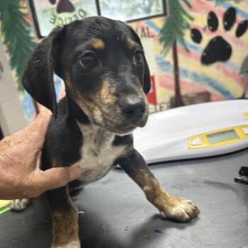 Tommy -  Miniature Dachshund Dog for Adoption in Lufkin, Texas - Tommy | PetCurious
