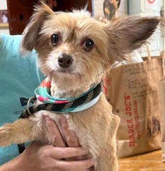 Willow -  Chihuahua and Yorkshire Terrier Dog for Adoption in Staley, North Carolina - Willow | PetCurious