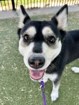Katana -  Mixed Breed Dog for Adoption in Wichita, Kansas - Katana | PetCurious