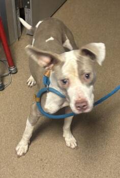 Harissa - ADOPTED -  Mixed Breed Dog for Adoption in Chamblee, Georgia - Harissa - ADOPTED | PetCurious